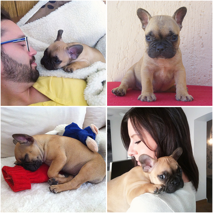 whoismocca, austrian fashionblogger, birthday, puppy french bulldog, französische bulldogge welpe