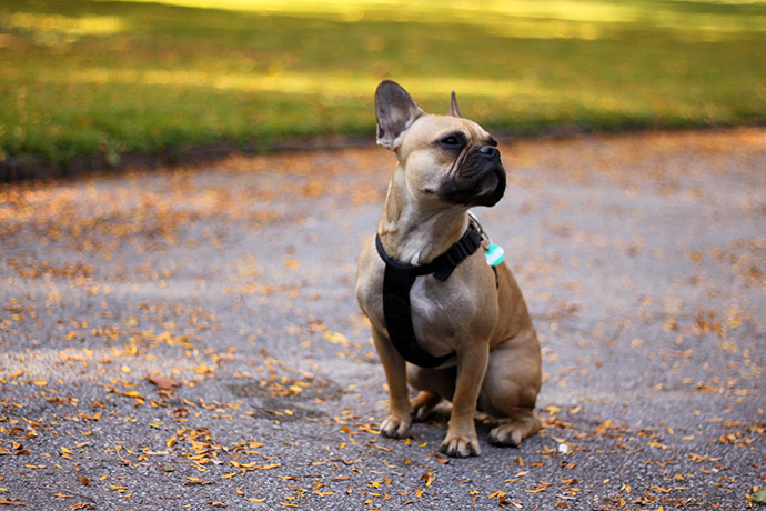 whoismocca, austrian fashionblogger, birthday, puppy french bulldog, französische bulldogge welpe