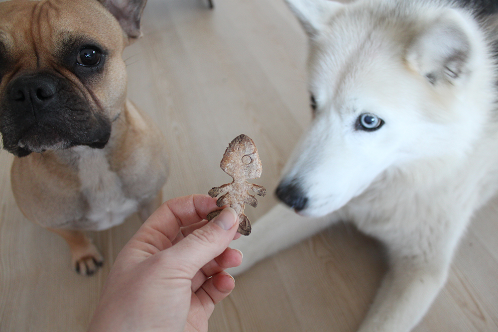 who is mocca, blogger tirol, fashionblog, foodblogger, hundekekse, haferflocken, miacara, dogbar, rezept, hundenapf, frenchie, husky, fischgraete, ausstechform, Haferflocken-Kekse für Hunde