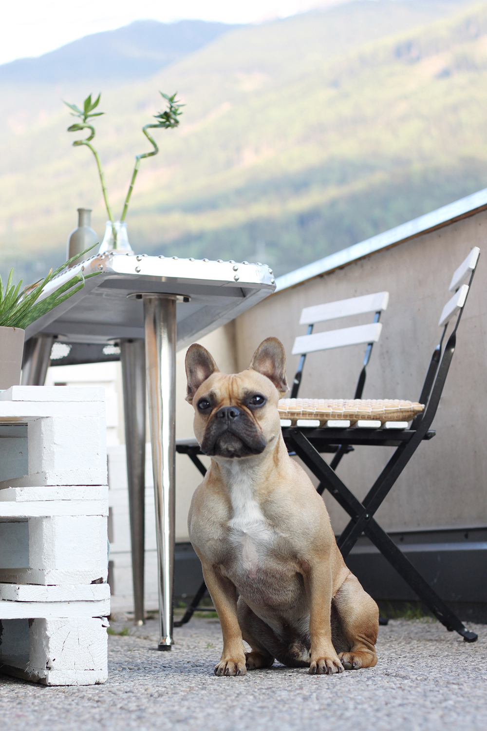 who is mocca, home story, blog tirol, tirolblog, interiorblog, diy, europaletten, eckbank, terrasse, inspiration, gestaltung, aussenbereich, frenchie, terrassenmöbel, ikea, love4home, kissen, do it yourself, whoismocca.me