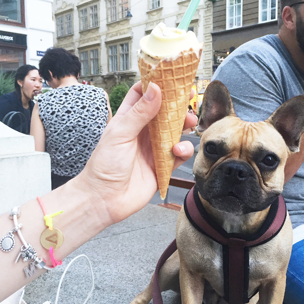 who is mocca, modeblog, travelblog, fashionblog austria, german fashionblogger, wien, vienna, citytrip, städtetrip, discovervienna, accor hotels, hotel josefshof wien, stand up paddling mit hund, vienna city beach club, sup, VCBC, frenchie, whoismocca.me