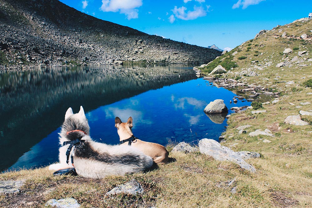 Aufi aufn Berg! Über das Wandern mit Hund in Tirol, Must-Haves, Lifestyle Blog, Tirolblog, whoismocca.me