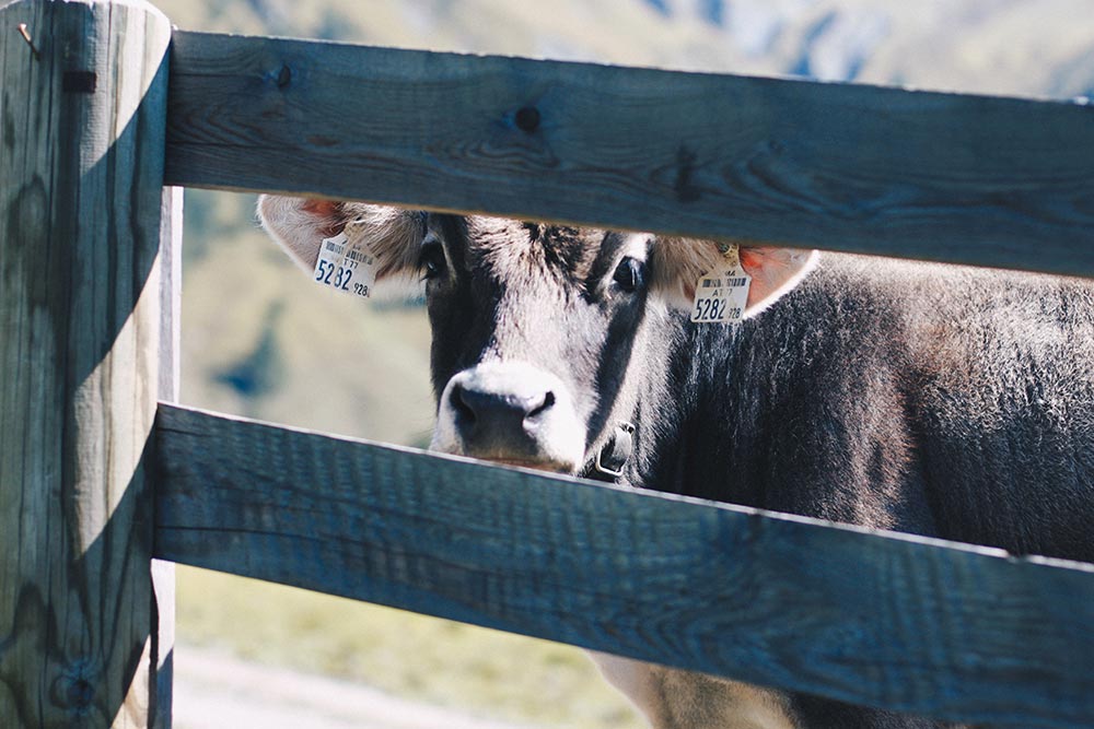 Aufi aufn Berg! Über das Wandern mit Hund in Tirol, Must-Haves, Lifestyle Blog, Tirolblog, whoismocca.me