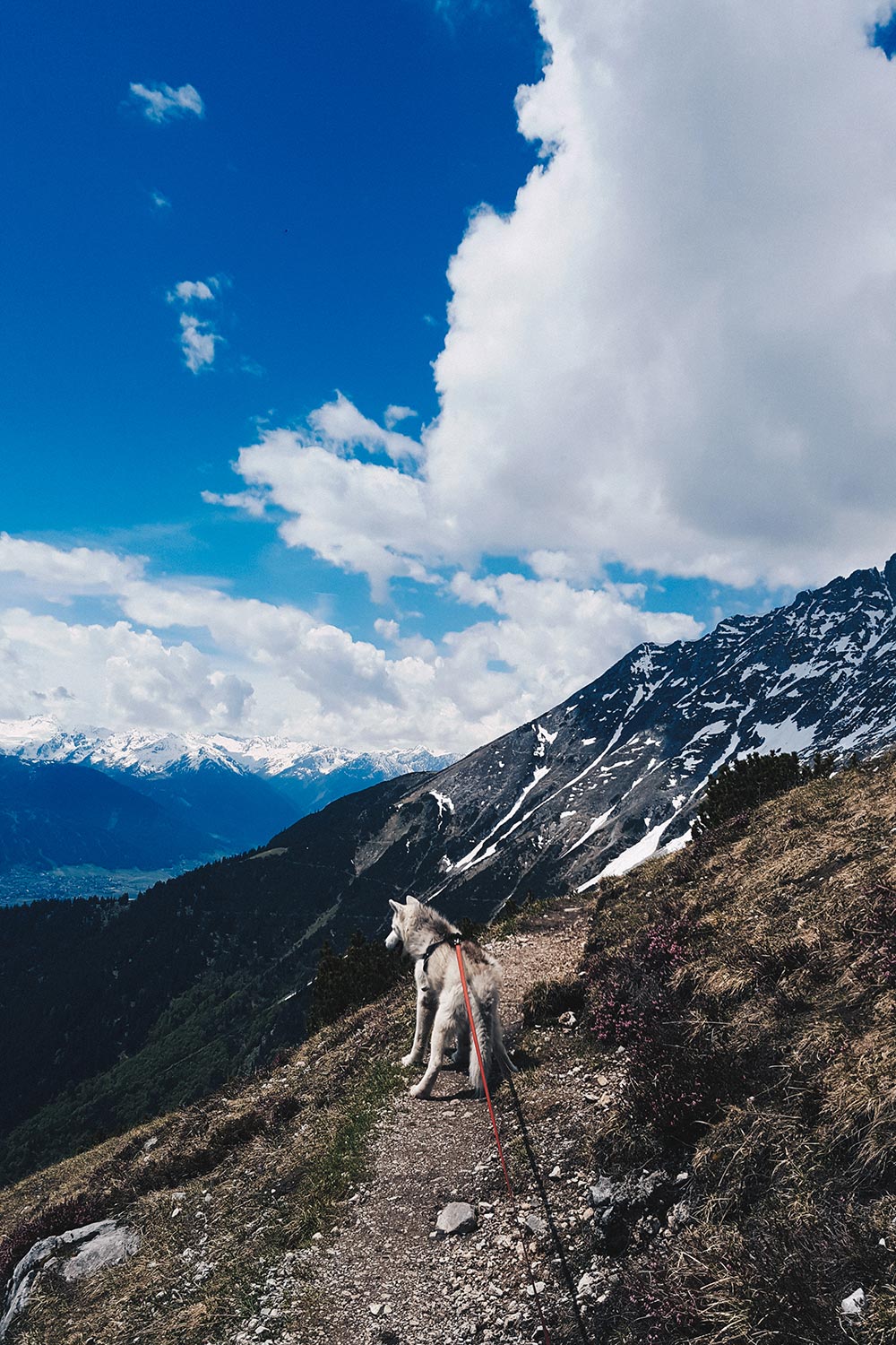 Aufi aufn Berg! Über das Wandern mit Hund in Tirol, Must-Haves, Lifestyle Blog, Tirolblog, whoismocca.me