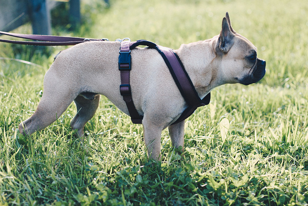 Frenchie, Tipps, Tricks, Hundeblog, 10 Gründe, Französische Bulldogge, whoismocca.me