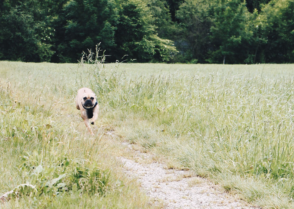 Frenchie, Tipps, Tricks, Hundeblog, 10 Gründe, Französische Bulldogge, whoismocca.me