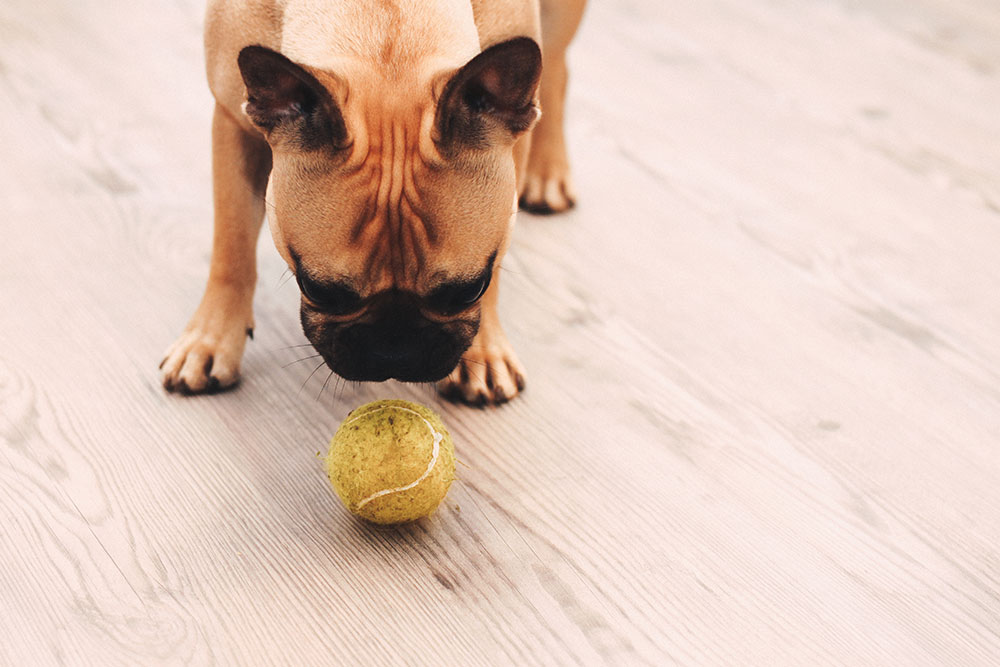 Frenchie, Tipps, Tricks, Hundeblog, 10 Gründe, Französische Bulldogge, whoismocca.me