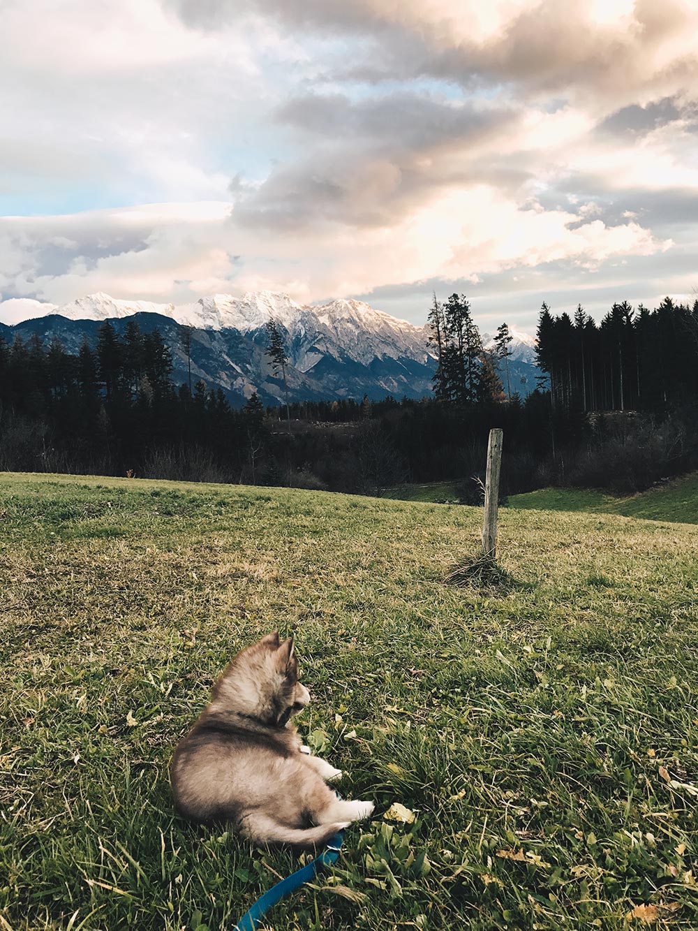 teddy, welcome to our family, siberian husky puppy, 10 wochen, husky welpe, rot braun weiß, Hundeblog, Lifestyle Blog, whoismocca.me