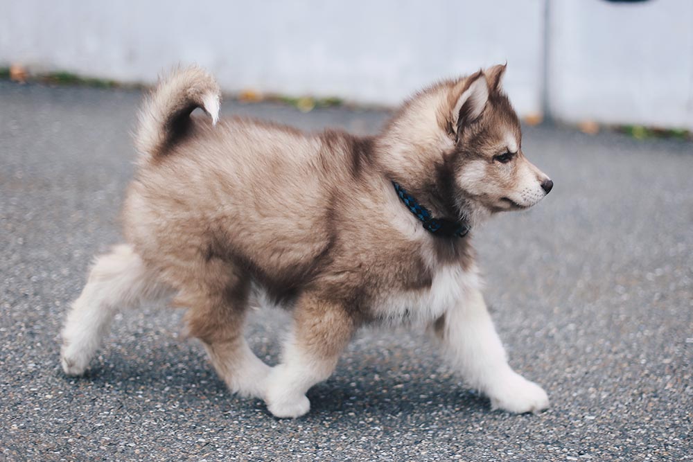 teddy, welcome to our family, siberian husky puppy, 10 wochen, husky welpe, rot braun weiß, Hundeblog, Lifestyle Blog, whoismocca.me