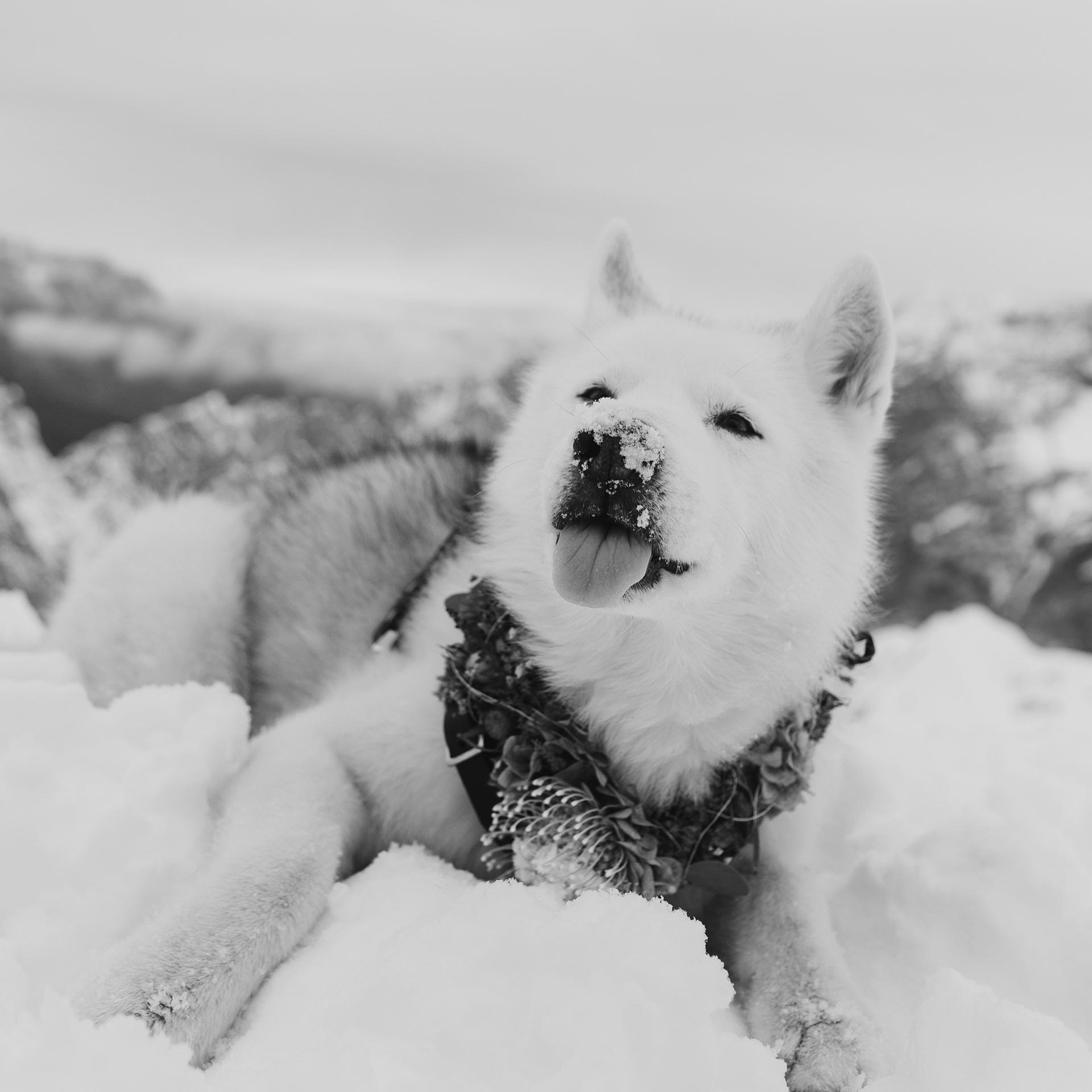 Warum Hunde eigentlich nie wirklich sterben, Husky Angel, www.whoismocca.me