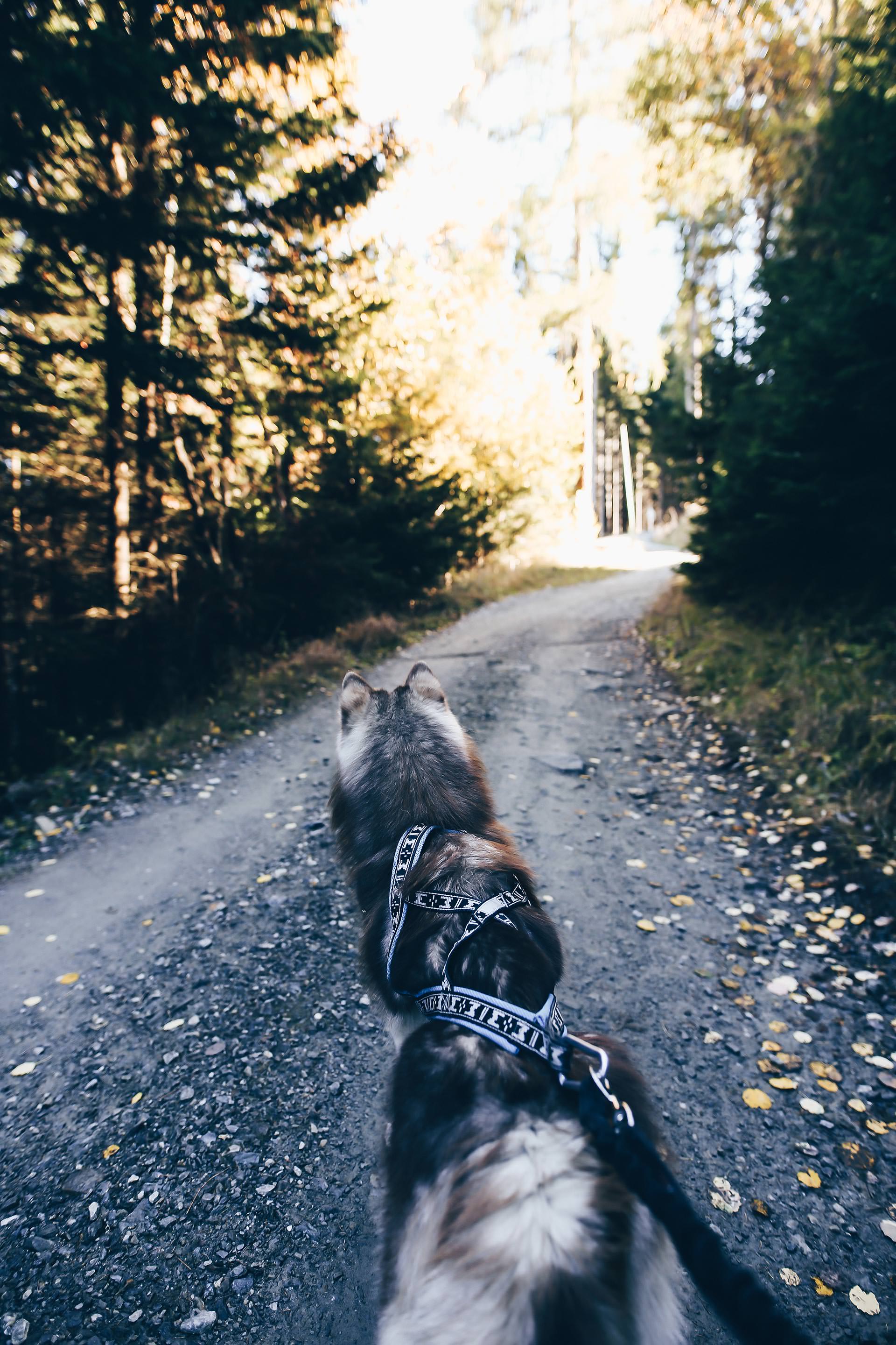 Aldranser Alm, Wandern mit Hund in Tirol, Hundeblog, Wanderblog, Naturblog, Öffnungszeiten, Gehzeit, Erfahrungen, Mountainbiker, Style Blog, www.whoismocca.me