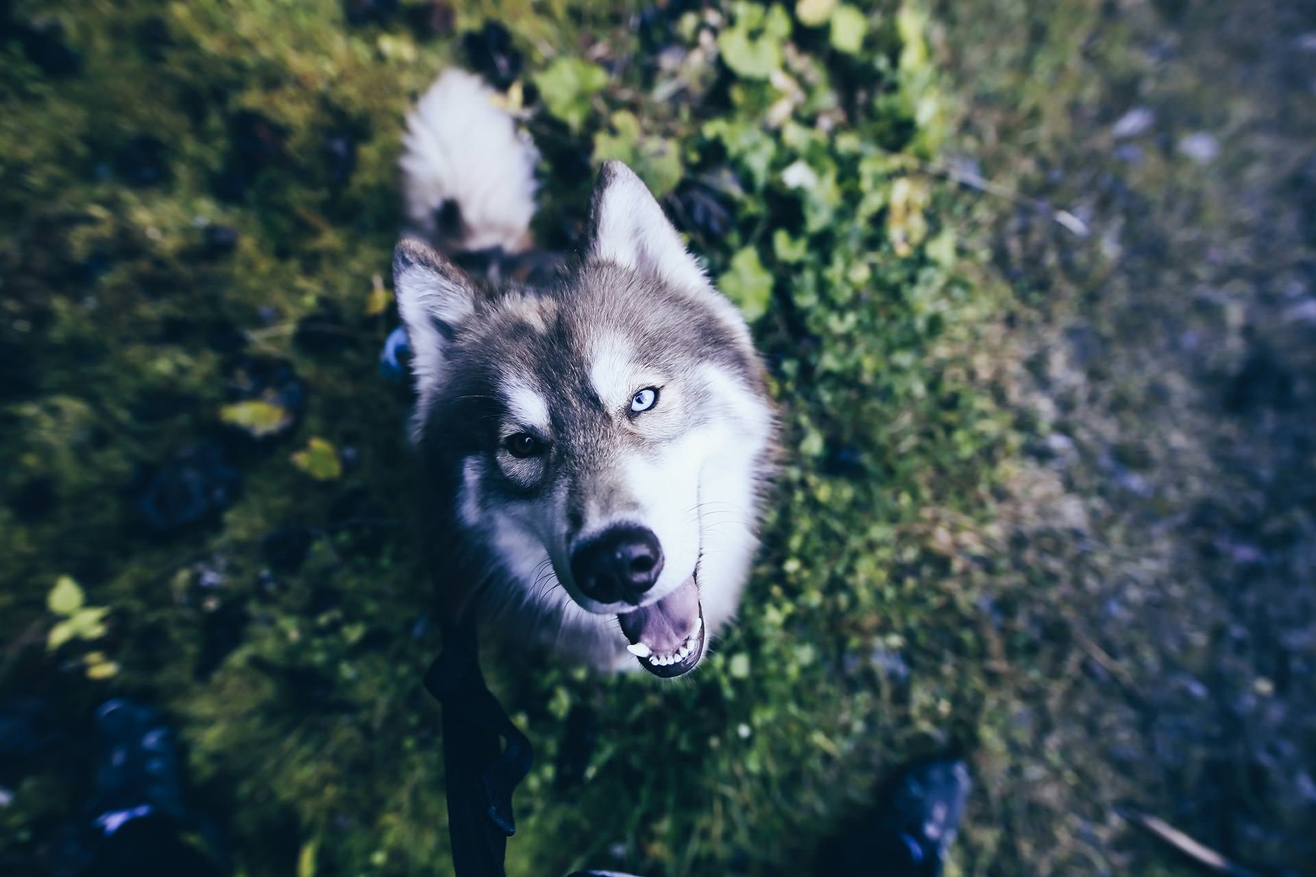 Aldranser Alm, Wandern mit Hund in Tirol, Hundeblog, Wanderblog, Naturblog, Öffnungszeiten, Gehzeit, Erfahrungen, Mountainbiker, Style Blog, www.whoismocca.me