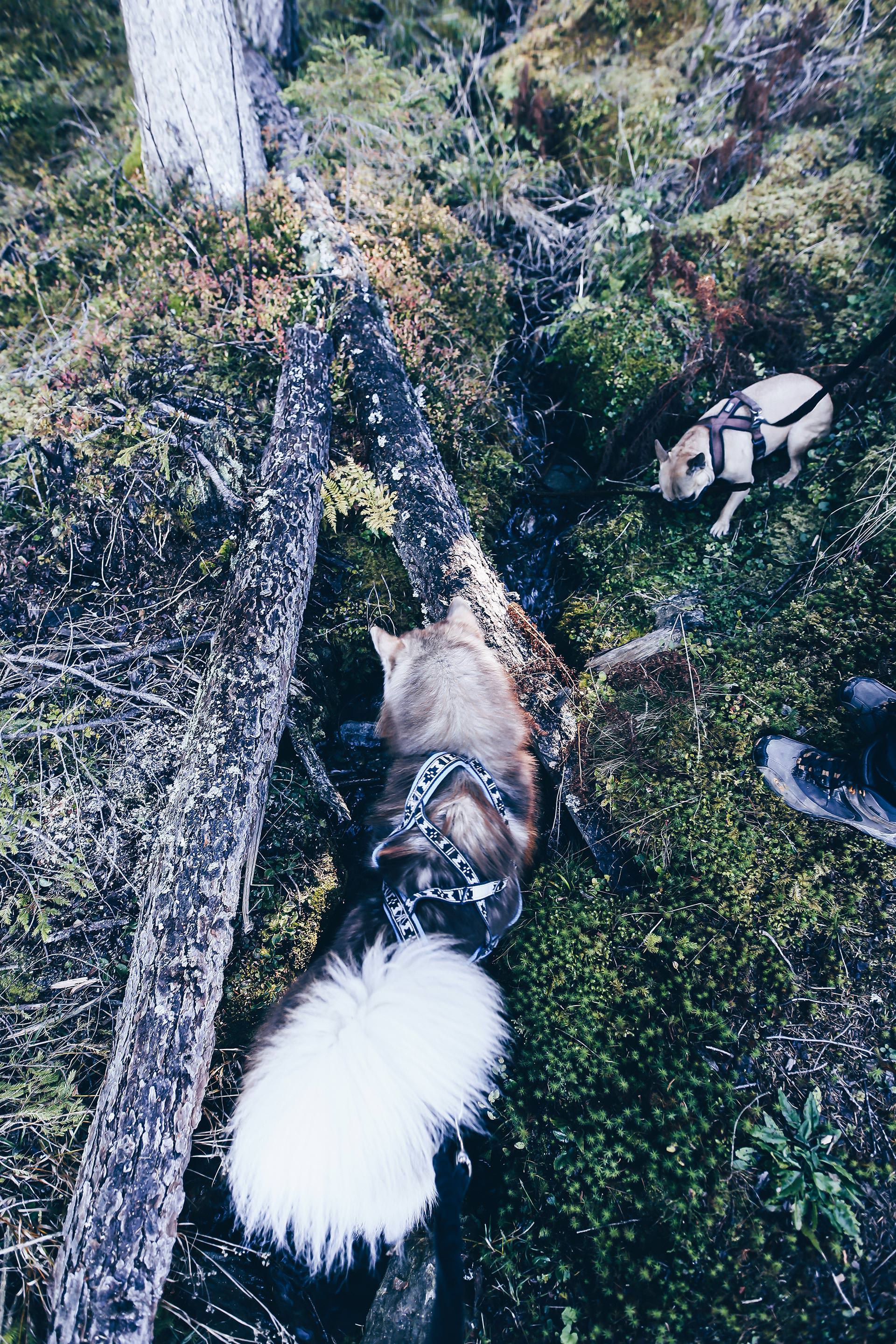 Aldranser Alm, Wandern mit Hund in Tirol, Hundeblog, Wanderblog, Naturblog, Öffnungszeiten, Gehzeit, Erfahrungen, Mountainbiker, Style Blog, www.whoismocca.me