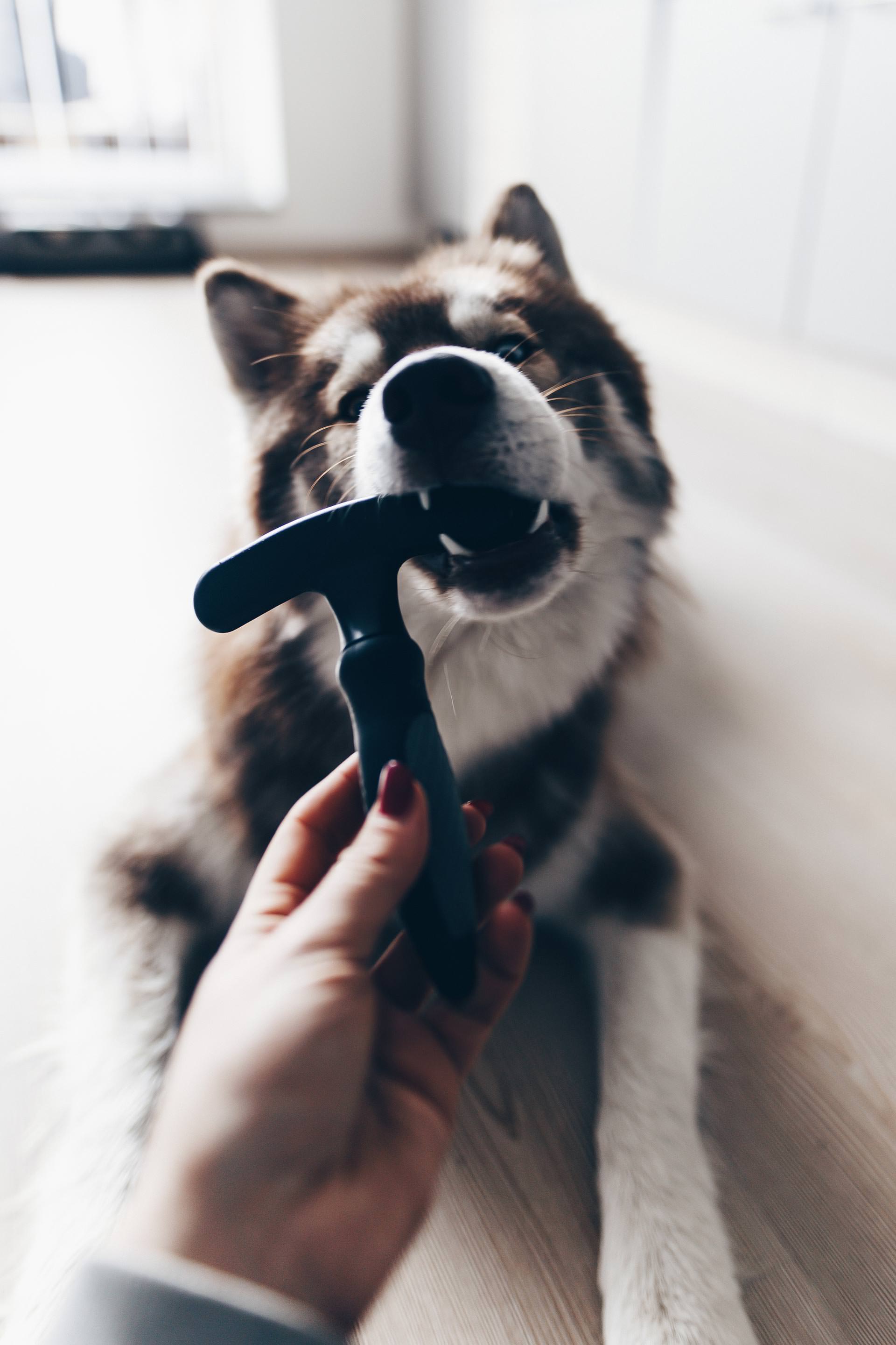 Anzeige, Sauberer Haushalt mit Hund, Alltag und Leben mit Hund, Bona Spray Mop Erfahrungen, Testbericht, Erfahrungsbericht, Produkttest, Hundeblog, Tipps und Tricks, Style Blog, sibirischer Husky, französische Bulldogge, www.whoismocca.me