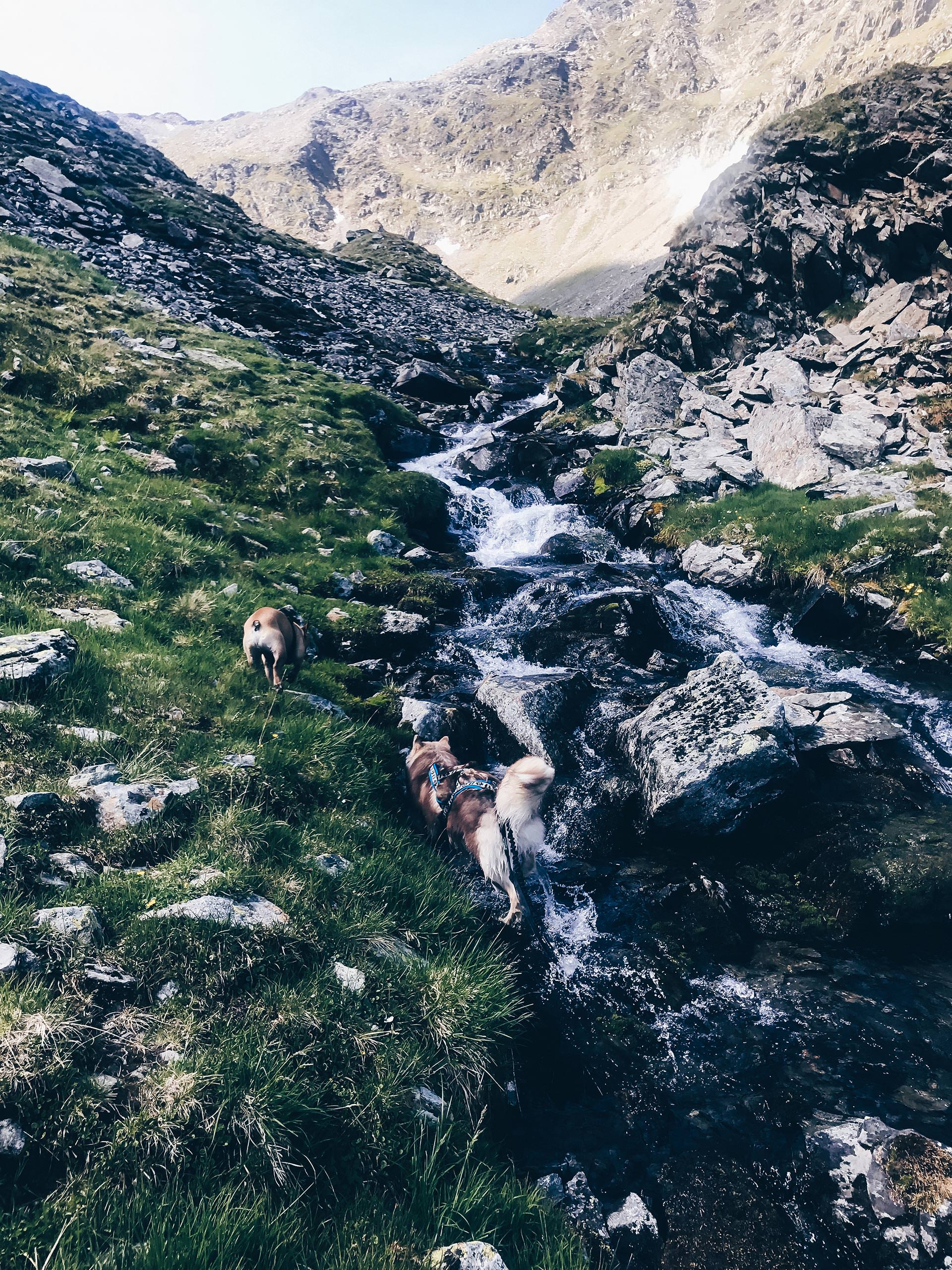 Wandern mit Hund in Tirol, Hundstalsee, Inzinger Alm, Leben mit Hund, Alltag mit Hund, Hundeblog, Wandertour mit Hund, Style Blog, sibirischer Husky, französische Bulldogge, www.whoismocca.me