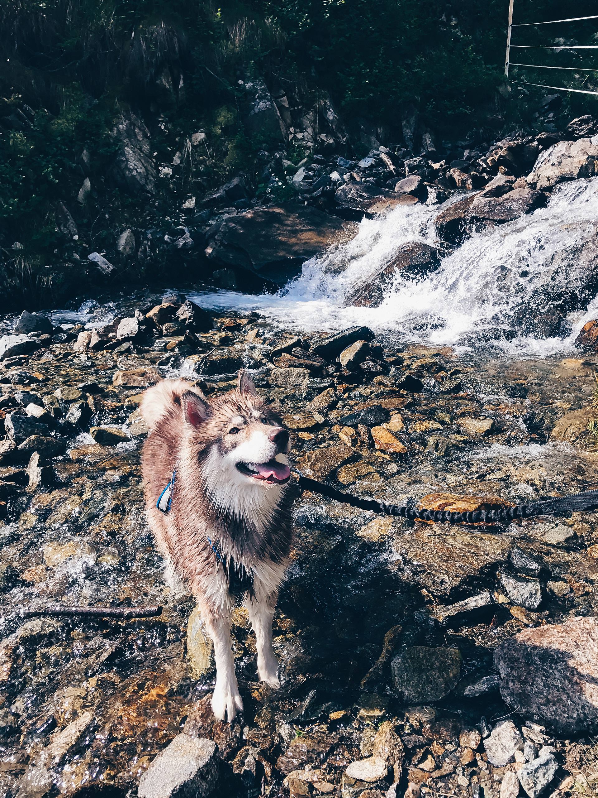 Wandern mit Hund in Tirol, Hundstalsee, Inzinger Alm, Leben mit Hund, Alltag mit Hund, Hundeblog, Wandertour mit Hund, Style Blog, sibirischer Husky, französische Bulldogge, www.whoismocca.me