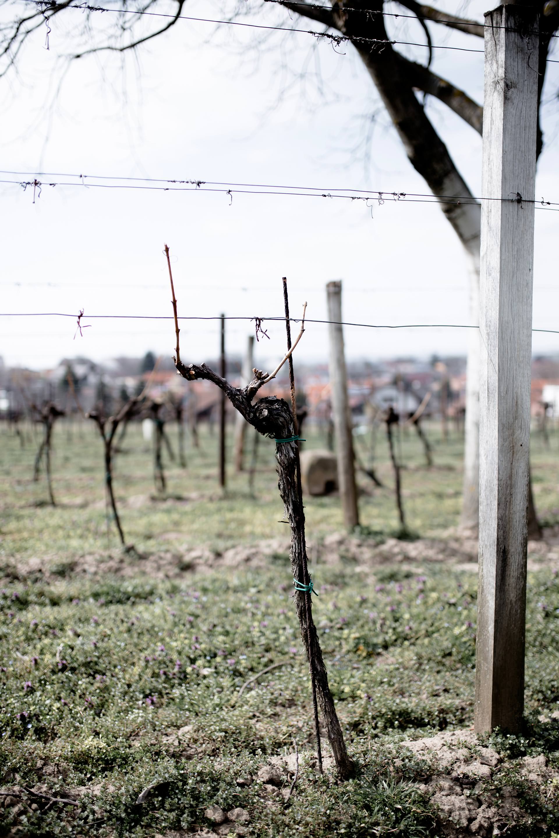 Weintour Weinviertel, auf der Suche nach dem Lieblingswein, Weinviertel DAC Grüner Veltliner, Weinviertel Facts, Zu Gast im Weinviertel, Lifestyle und Food Blog, www.whoismocca.me